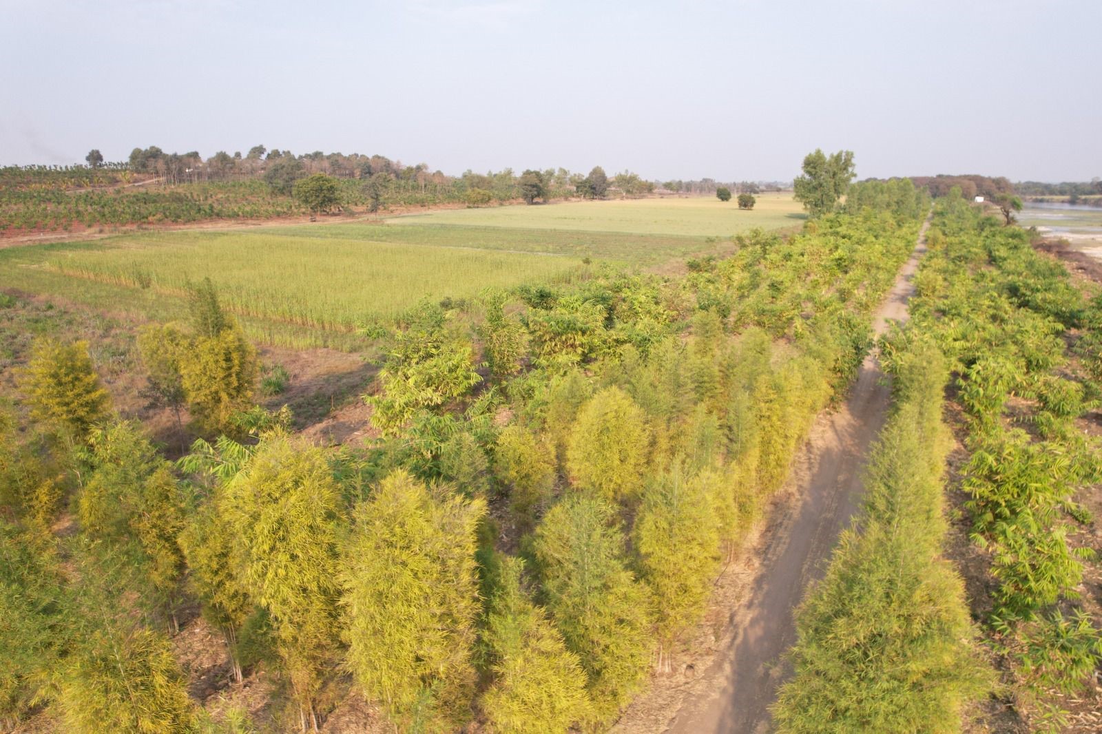 naidunia_image